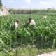 Polsek Wates Dampingi Petani Desa Pojok Rawat Jagung, Perkuat Swasembada Pangan