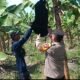 Polsek Rembang Pantau Pekarangan Pangan Bergizi Pisang Cavendish, Dukung Ketahanan Pangan Nasional