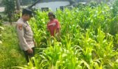 Polisi Turun ke Lahan Jagung, Dampingi Warga Kelola Pertanian