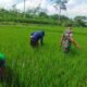 Optimalkan Pertumbuhan padi, Babinsa Ngembul Bantu Petani Bersihkan Rumput Liar