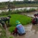 Lumpur Tak Jadi Halangan, Babinsa Miri Turun Langsung Cabuti Bibit Padi Demi Ketahanan Pangan