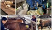 Permintaan Kurban Meningkat, Penjualan Sapi Lampung Naik 40 Persen dan Domba 121 Persen