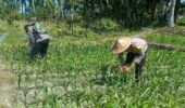 Polres Lumajang Terjunkan Personel Penggerak Ketahanan Pangan Dampingi Warga Tani