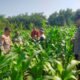 Kapolsek Kunjang Bersama BKTM Cek Langsung Ketahanan Pangan di Desa Balongjeruk