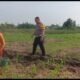 Polisi Bangil Aktif Bersama Kelompok Tani Gempeng Monitoring Lahan Jagung