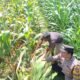 Jelang Panen, Bhabinkamtibmas Desa Petok Motivasi Petani Tingkatkan Hasil Produksi Jagung