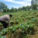 Polsek Nongkojajar Pantau Lahan Kubis Warga Program P2B