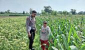 Polmas Dampingi Tanam Jagung Warga, Targetkan Panen maksimal untuk Ketahanan Pangan Desa Wonorejo