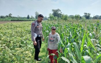Polmas Dampingi Tanam Jagung Warga, Targetkan Panen maksimal untuk Ketahanan Pangan Desa Wonorejo