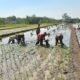 Jejak Loreng di Tengah Lumpur, Babinsa Kalijambe Kobarkan Semangat Petani Sambut Musim Tanam
