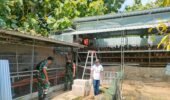 Di Balik Ribuan Butir Telur, Babinsa Turun ke Kandang Pastikan Peternakan Tetap Produktif