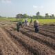 Wujudkan Ketahanan Pangan, Babinsa Pikatan Turun Ke Sawah Dampingi Petani Tanam Jagung