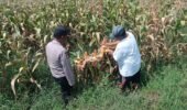 Bhabinkamtibmas Pekoren Pantau Lahan Jagung di Rembang, Kawal Asta Cita Ketahanan Pangan