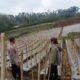 Bhabinkamtibmas Desa Gendro Tinjau Tanaman Cabai, Dukung Program Pekarangan Pangan Bergizi