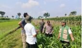 Kanit Binmas Polsek Kunjang Dampingi Kelompok Tani Jagung Dukung Program Ketahanan Pangan