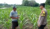Gugus Tugas Polsek Kejayan Pantau Tanaman Jagung di Tanggulangin, Wujudkan Asta Cita Ketahanan Pangan