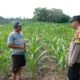Gugus Tugas Polsek Kejayan Pantau Tanaman Jagung di Tanggulangin, Wujudkan Asta Cita Ketahanan Pangan