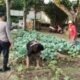 Dukung Ketahanan Pangan, Polres Kediri Dampingi KWT Sido Makmur Budidayakan Bunga Kol