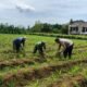 Pak Bhabin Penggerak Ketahanan Pangan, Dampingi Petani Jagung di Kota Malang