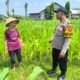 Cegah Gangguan Sejak Dini, Bhabinkamtibmas Desa Rembang Kepuh Dampingi Petani Jagung