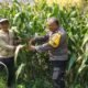 Demi Swasembada Pangan, Bhabinkamtibmas Tempurejo Rutin Pantau Lahan Jagung Warga