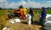 Lumpur dan Jerami Bukan Penghalang, Pelda Jumarno Buktikan Kedekatan TNI dengan Petani di Tengah Panen Padi