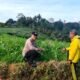 Mengabdi dari Desa, Bhabinkamtibmas Polsek Mojo Dorong Kesuksesan Panen Jagung Warga
