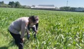 “Turun ke Sawah, Bhabinkamtibmas Manisrenggo Kawal Program Ketahanan Pangan Nasional”