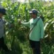 Tak Hanya Jaga Kamtibmas, Polisi Kediri Turu Dampingi Petani Jagung