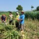 Mengawal Pangan dari Desa, Bhabinkamtibmas Puhrubuh Dampingi Petani Saat Panen Jagung