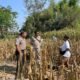 Polsek Plosoklaten Dampingi Evaluasi Pascapanen Jagung, Petani Siapkan Musim Tanam Baru