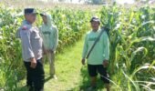 Polisi dan Petani Bahas Antisipasi Hama Jagung, Produktivitas Lahan Jadi Perhatian