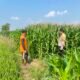 Polri dan Petani Bersinergi, Bhabinkamtibmas Sumberejo Kawal Jagung Berbuah Menuju Panen Melimpah