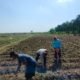 Bhabinkamtibmas Dermo Dampingi Petani Jagung, Perkuat Ketahanan Pangan dan Jaga Kamtibmas di Wilayah
