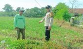 Bhabinkamtibmas Polsek Mojoroto Turun ke Sawah, Dampingi Petani Jagung Wujudkan Swasembada Pangan Nasional