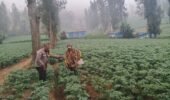 Bhabinkamtibmas Polsek Tosari Intensif Dampingi Petani Kentang Dukung Ketahanan Pangan Nasional