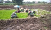 Kejar Target Tanam, Babinsa Gemolong Kawal Petani Jaga Lumbung Pangan