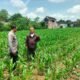Bhabinkamtibmas Bandar Kidul Perkuat Ketahanan Pangan Lewat Pendampingan Petani Jagung di Mojoroto