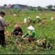 Bhabinkamtibmas Mrican Intensif Dampingi Petani Jagung, Perkuat Ketahanan Pangan Menuju Swasembada Nasional