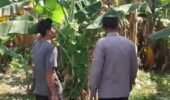 Bhabinkamtibmas Polsek Rembang Pantau Lahan Pisang Cavendish Dukung Program Ketahanan Pangan Nasional