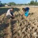 Bhabinkamtibmas Tamanan Turun ke Sawah, Perkuat Semangat Petani Jagung Dukung Swasembada Pangan Nasional