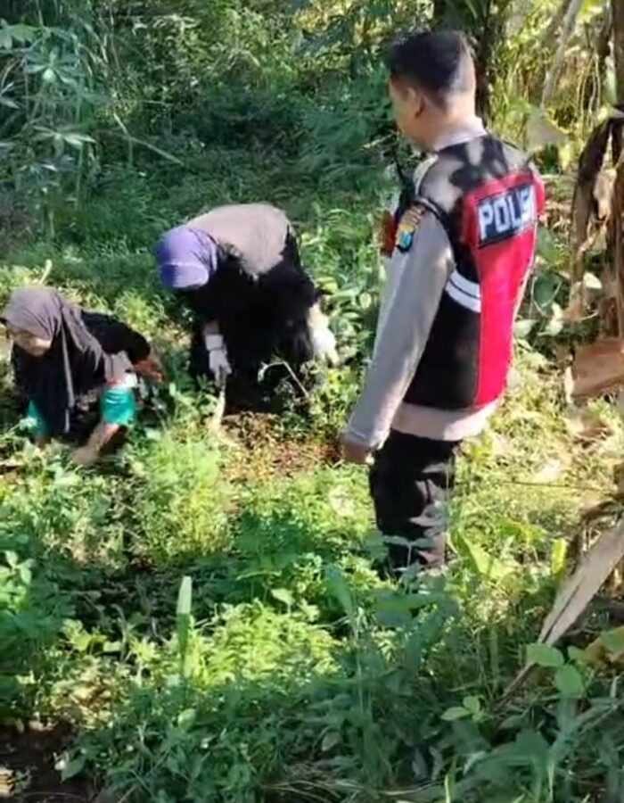 Bhabinkamtibmas Polsek Pasrepan Pantau Tanaman Jagung, Dukung Asta Cita Ketahanan Pangan Nasional