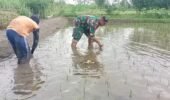 Jaga Kualitas Padi, Koptu Eka Hendarwanto Bantu Petani Bersihkan Hama Keong Dan Gulma Sawah