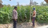 Bhabinkamtibmas Kelurahan Manisrenggo Dampingi Petani Jagung, Wujudkan Ketahanan Pangan Menuju Swasembada Nasional