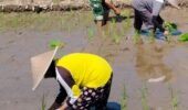 Sinergi Hanpangan, Babinsa Kotes Kopda Ari Wibowo Dampingi Petani Menanam Padi