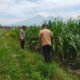 Bhabinkamtibmas Sukorejo Dampingi Petani Pantau Pertumbuhan Jagung