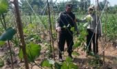 Gugus Tugas Ketahanan Pangan Polsek Rembang Pantau Lahan Gambas Milik Petani Binaan