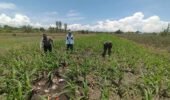 Bukan Sekadar Patroli, Polisi di Bangil Aktif Dampingi Petani Jagung Menuju Panen Maksimal