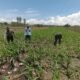 Bukan Sekadar Patroli, Polisi di Bangil Aktif Dampingi Petani Jagung Menuju Panen Maksimal
