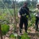 Gugus Tugas Ketahanan Pangan Polsek Rembang Pantau Lahan Gambas Milik Petani Binaan